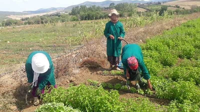 في اليوم العالمي للمرأة الريفية..  صندوق الحماية الاجتماعية يحمل آمال العاملات الفلاحيات 